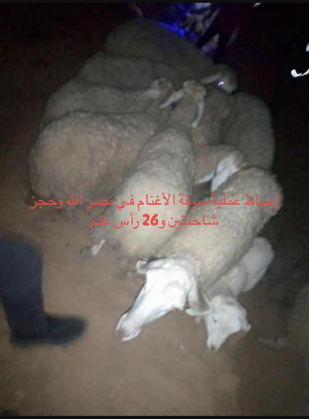 إحباط عملية سرقة الأغنام في نصر الله وحجز شاحنتين و26 رأس غنم