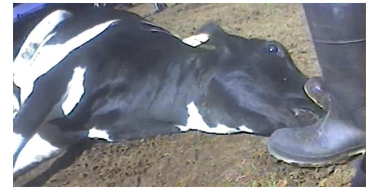 فضيحة خطيرة في قليبية: ضبط شخصين بصدد ذبح بقرة نافقة لبيع لحمها للعموم