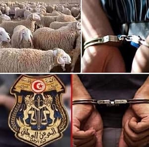 سيدي بوزيد: الحرس الوطني يسترجع أبقارًا و40 رأسًا من الأغنام المسروقة ويطيح بعصابة سرقة المواشي